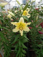 [5183 Baruta VWS No01.JPG]